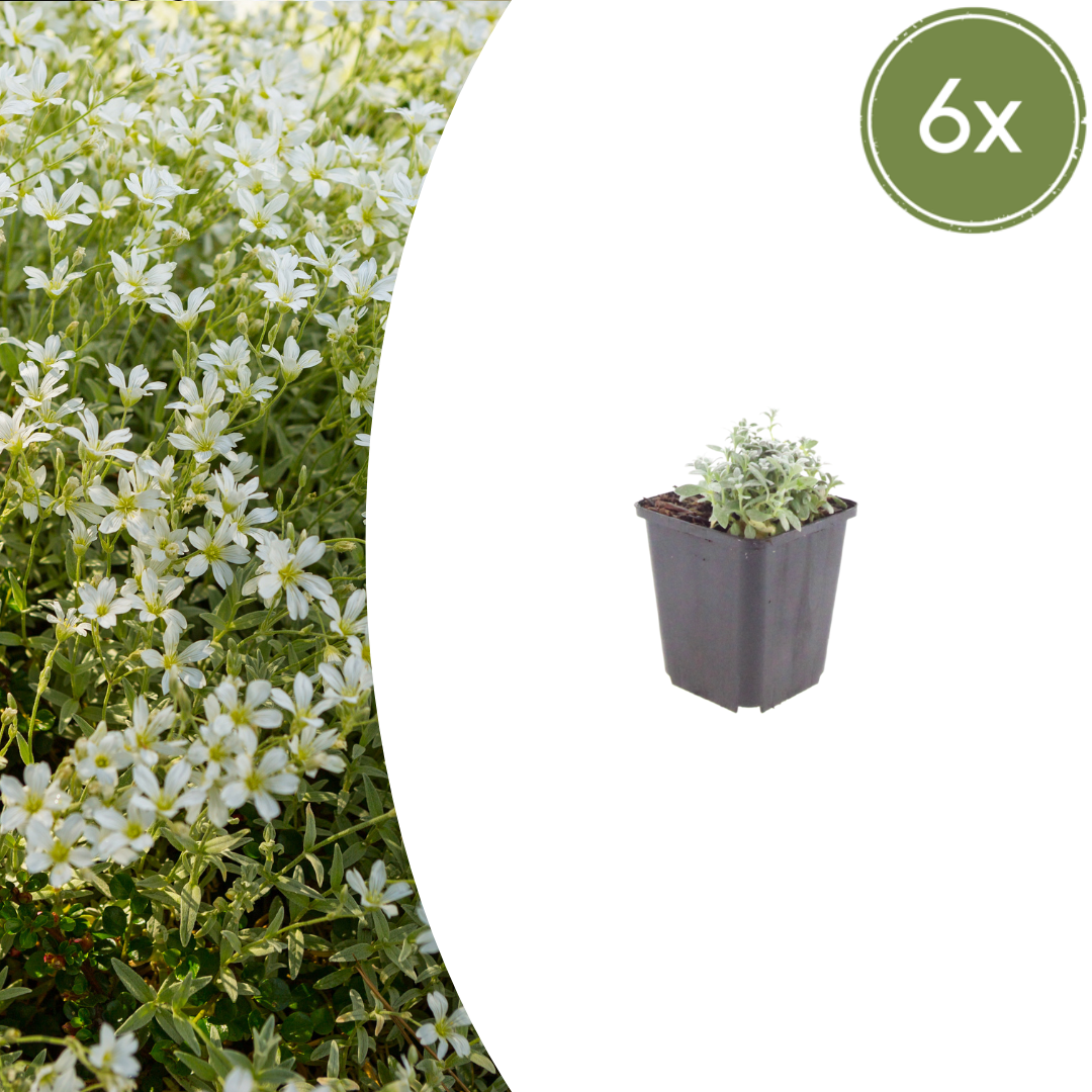Cerastium tomentosum (viltige hoornbloem) – 6 planten, Ø9 cm, 10–25 cm hoog