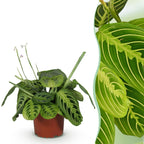 Maranta Fascinator Lemon Lime (Gebetsstaude) – Ø 12 cm, 25 cm hoch