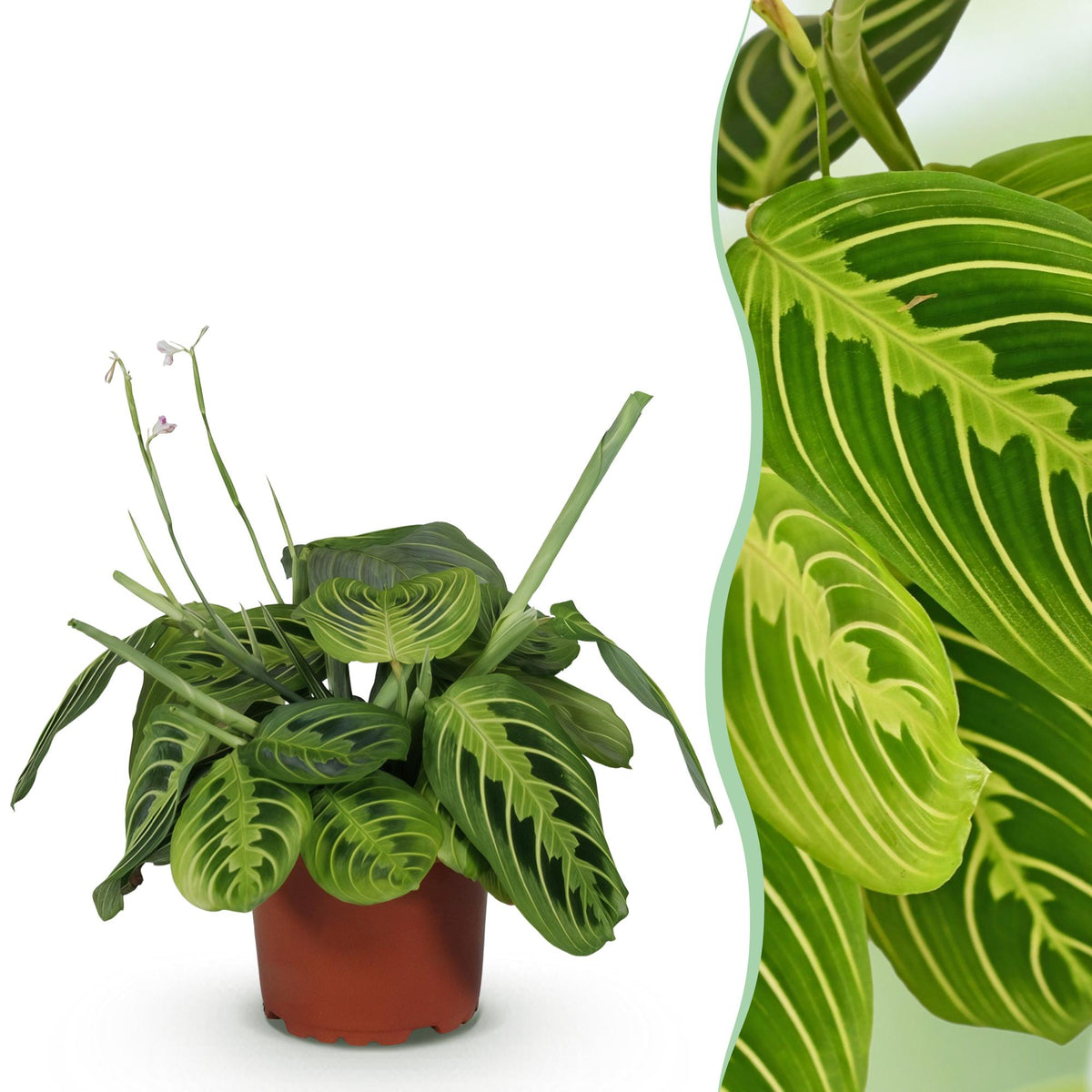 Maranta Fascinator Lemon Lime (Gebetsstaude) – Ø 12 cm, 25 cm hoch