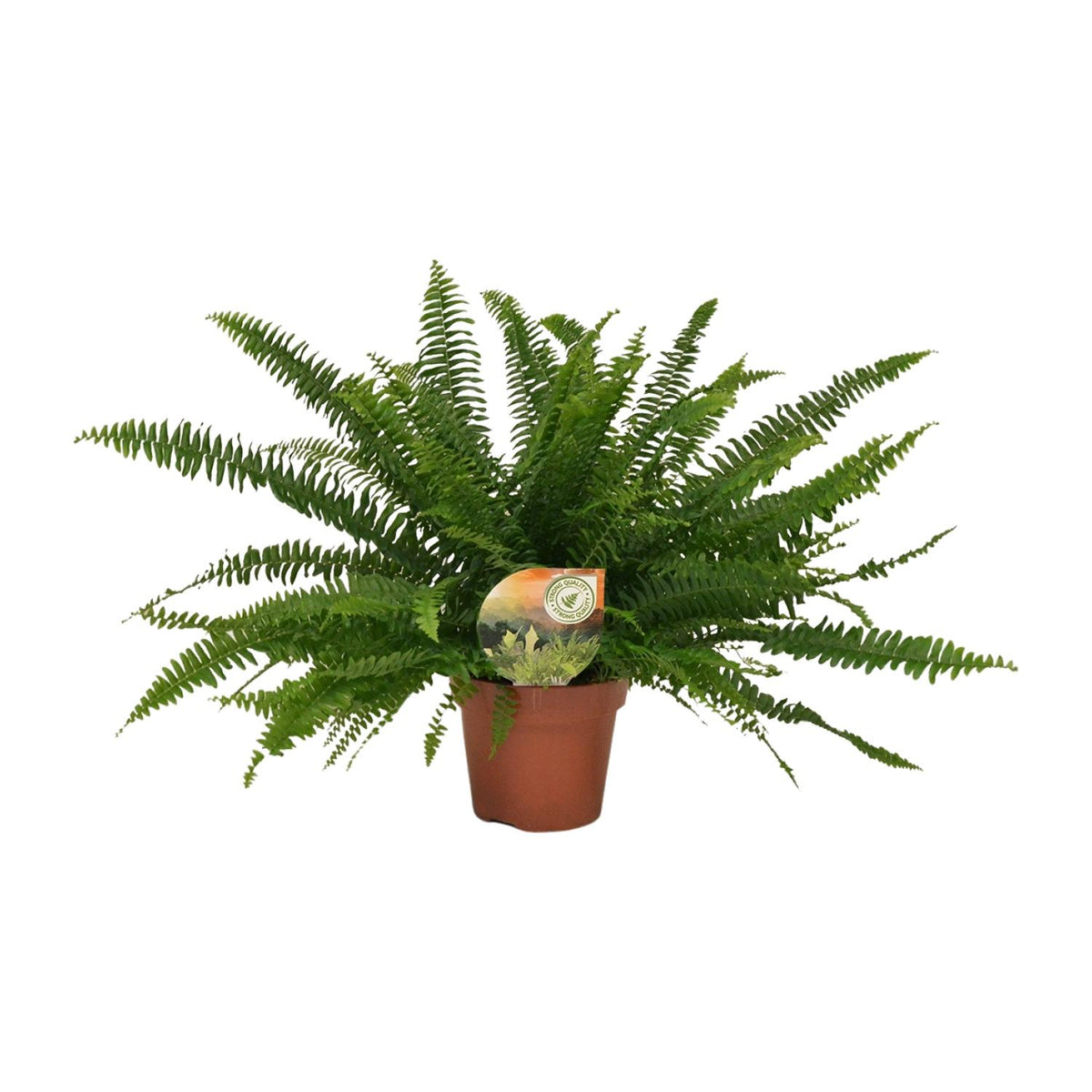 Nephrolepis Green Lady (zwaardvaren) – Ø17 cm, 40 cm hoog