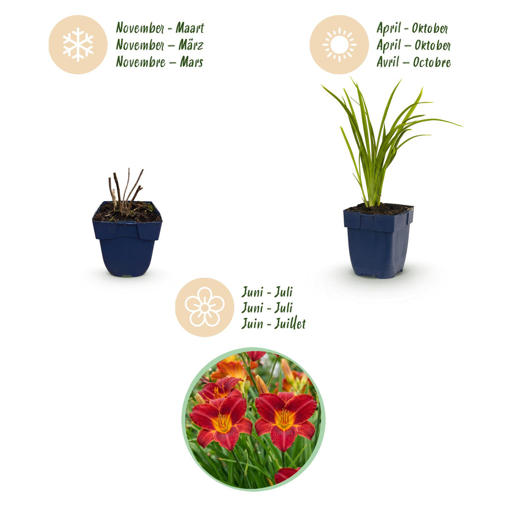 Hemerocallis 'Autumn Red' (Taglilie) – rot – 3 Pflanzen, Ø 11 cm, 15–25 cm hoch – Bild 4