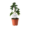 Alocasia Jacklyn (elefantøre) – Ø12 cm, 30 cm høj
