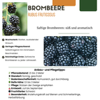 Braam (Rubus fruticosus) biologisch – 6 planten, Ø13 cm, 20 cm hoog