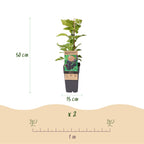 Rubus occidentalis 'Black Jewel' (bramenplant) – 2 planten, Ø15 cm, 50 cm hoog