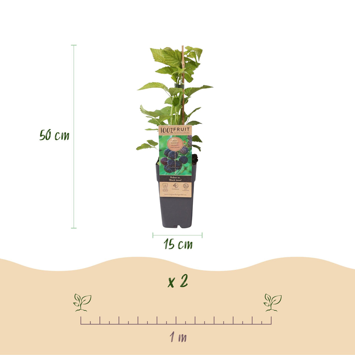 Rubus occidentalis 'Black Jewel' (bramenplant) – 2 planten, Ø15 cm, 50 cm hoog – foto 3