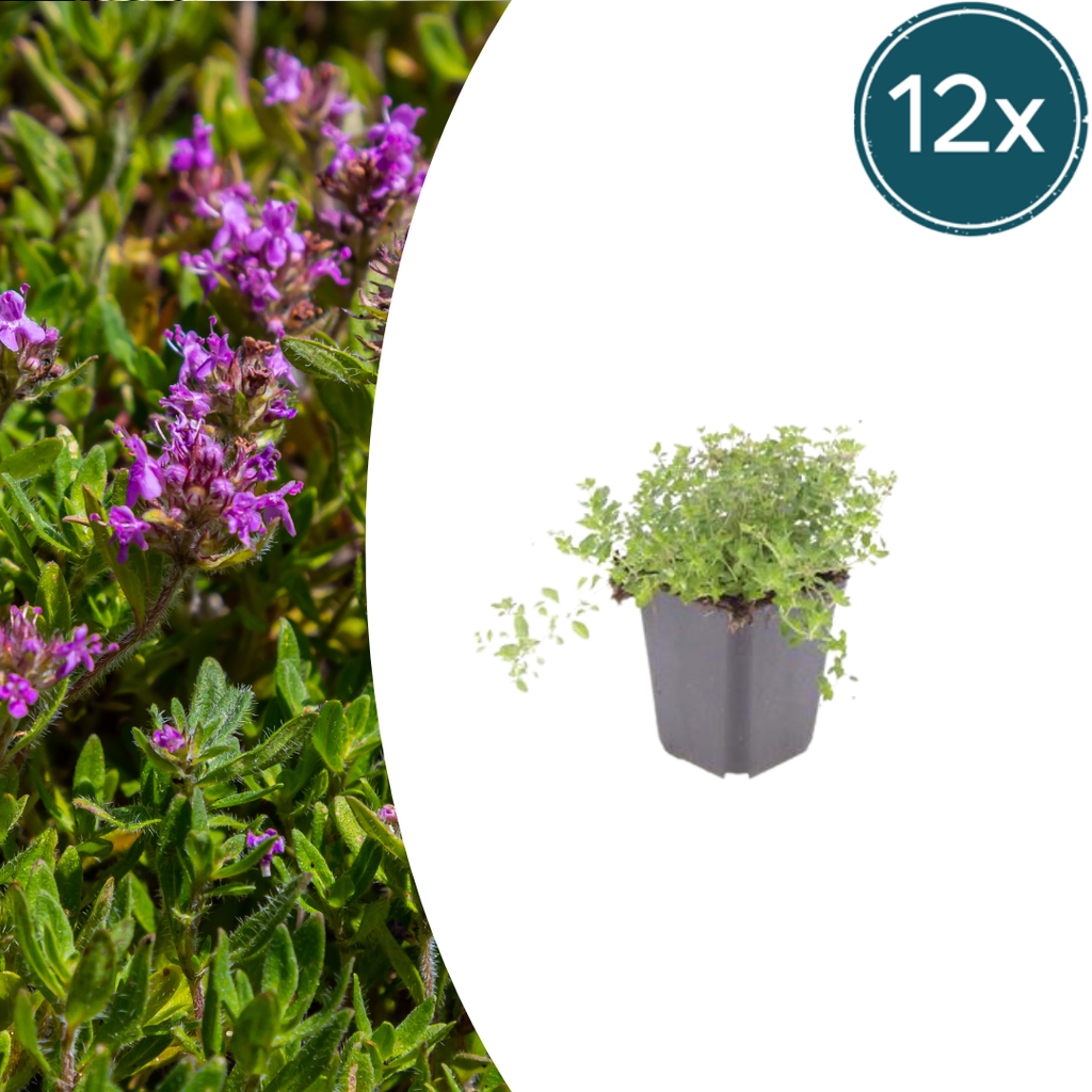 Thymus serpyllum (Echter Thymian) – 12 Pflanzen, Ø 9 cm, 10–25 cm hoch