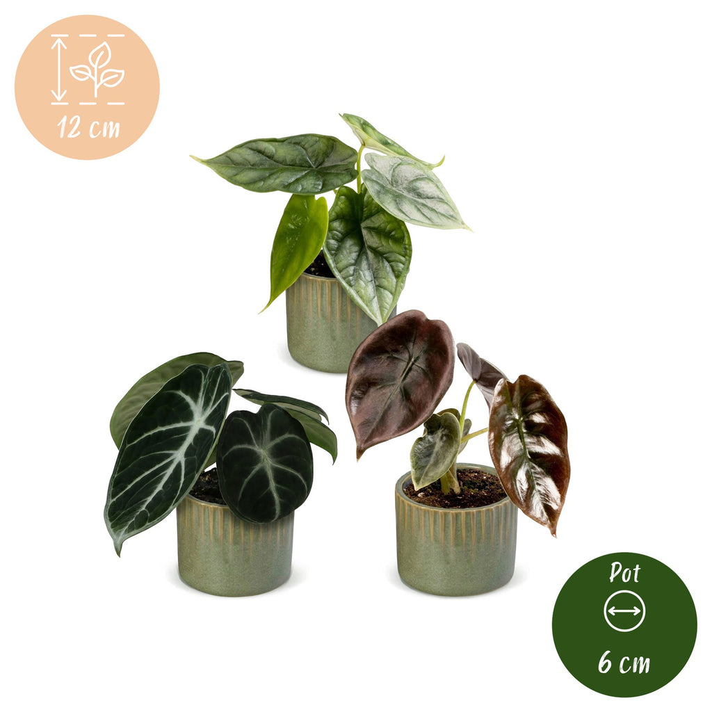 3× Baby Alocasia Tricolour (olifantsoor) incl. Linnea Olive – Ø6 cm, 12 cm hoog – foto 5
