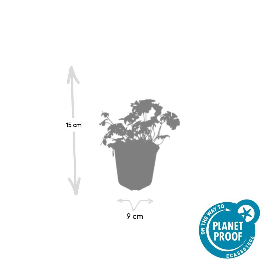 Geranium cantabrigiense 'Cambridge' (Storkenblume) – 6 Pflanzen, Ø9 cm, 10–25 cm hoch – Bild 6