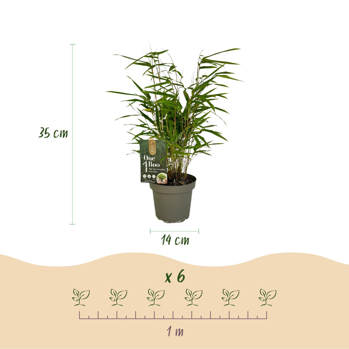 Fargesia rufa (Bambus) – 4 Pflanzen, Ø 14 cm, 35 cm hoch – Bild 3