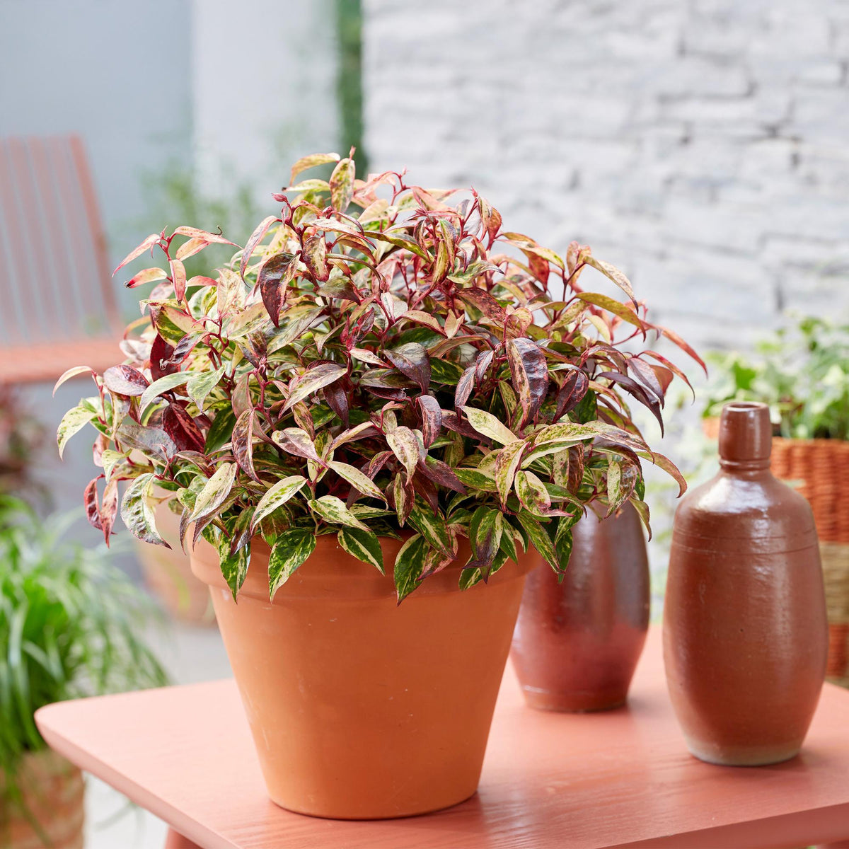 Leucothoe 'Makijaz' (brun) – 2 planter, Ø17 cm, 45 cm høj – billede 4