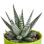 Gasteria/Haworthia mix – Ø6 cm, 16 cm hoog