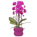 Phalaenopsis 'Freeride Niagara Falls' lilla (orkidé) i lilla Horizon-pyntepotte – Ø12 cm, 52 cm høj