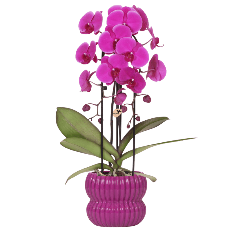 Phalaenopsis 'Freeride Niagara Falls' paars (orchidee) in Horizon sierpot paars – Ø12 cm, 52 cm hoog