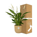 Spathiphyllum 12 Cm Torelli in ELHO Vibes Fold 14cm geel (lepelplant) – 45 cm hoog