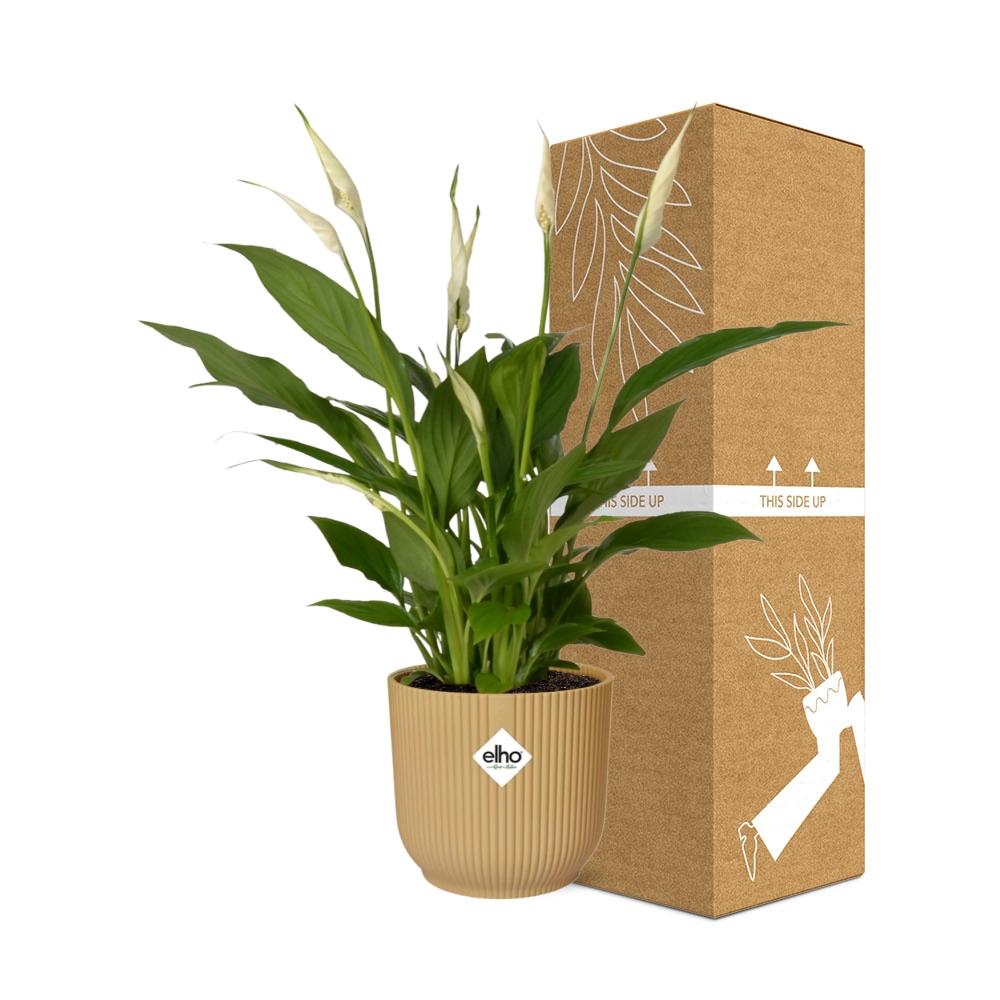 Spathiphyllum 12 Cm Torelli in ELHO Vibes Fold 14cm geel (lepelplant) – 45 cm hoog – foto 4