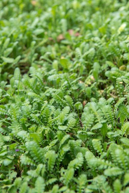 Leptinella squalida – 60 planter, Ø9 cm, 10–25 cm høje – billede 7