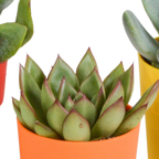 Sukkulenten – Ø 6 cm, 16 cm hoch