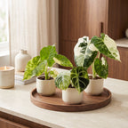 3× Baby Alocasia Tricolour Variegata (Elephant Ear) – Ø6 cm, 5–15 cm tall