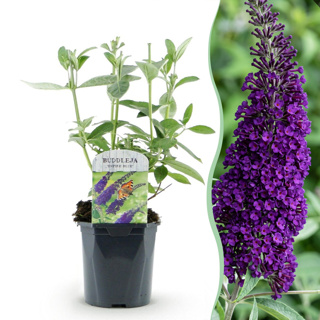 Buddleja davidii 'Empire Blue' (vlinderstruik) – blauw – 3 planten, Ø17 cm, 45 cm hoog – foto 2