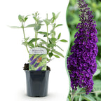 Buddleja davidii 'Empire Blue' (vlinderstruik) – blauw – 3 planten, Ø17 cm, 45 cm hoog