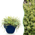 Thymus citr. 'Sambesi' (thym) – jaune – 6 plantes, Ø11 cm, 15–25 cm de haut