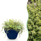 Thymus citr. 'Sambesi' (thym) – jaune – 6 plantes, Ø11 cm, 15–25 cm de haut
