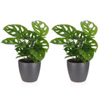 2× Monstera adansonii (Mini-Monstera) im grauen Tontopf – Ø 12 cm, 25 cm hoch