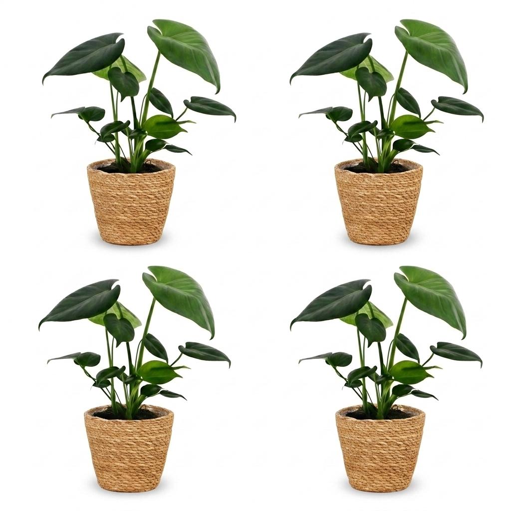 4× Monstera deliciosa (Fensterblatt) mit Korb – Ø12 cm, 30 cm hoch