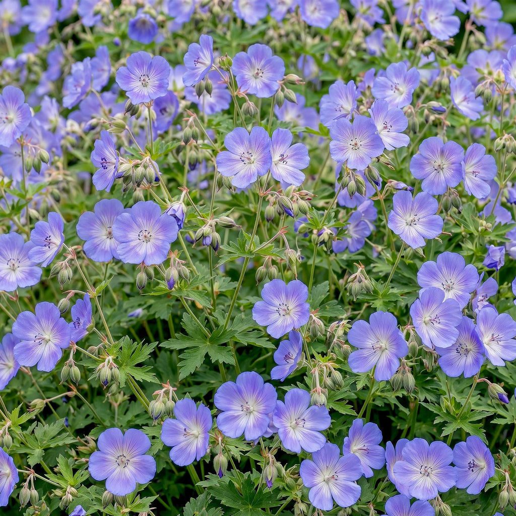 Geranium 'Rozanne' (Storchschnabel) – blau – 12 Pflanzen, Ø11 cm, 15–25 cm hoch – Bild 6