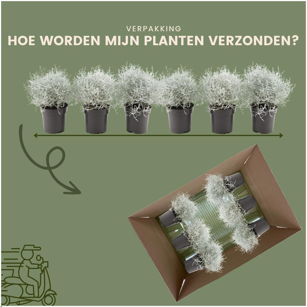 Calocephalus (silver bush) – 6 plants, 15 cm tall – photo 6
