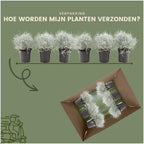 Calocephalus (silver bush) – 6 plants, 15 cm tall