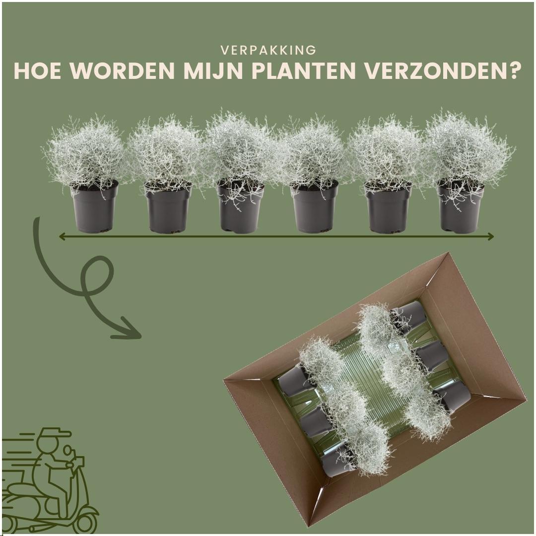 Calocephalus (silver bush) – 6 plants, 15 cm tall – photo 6