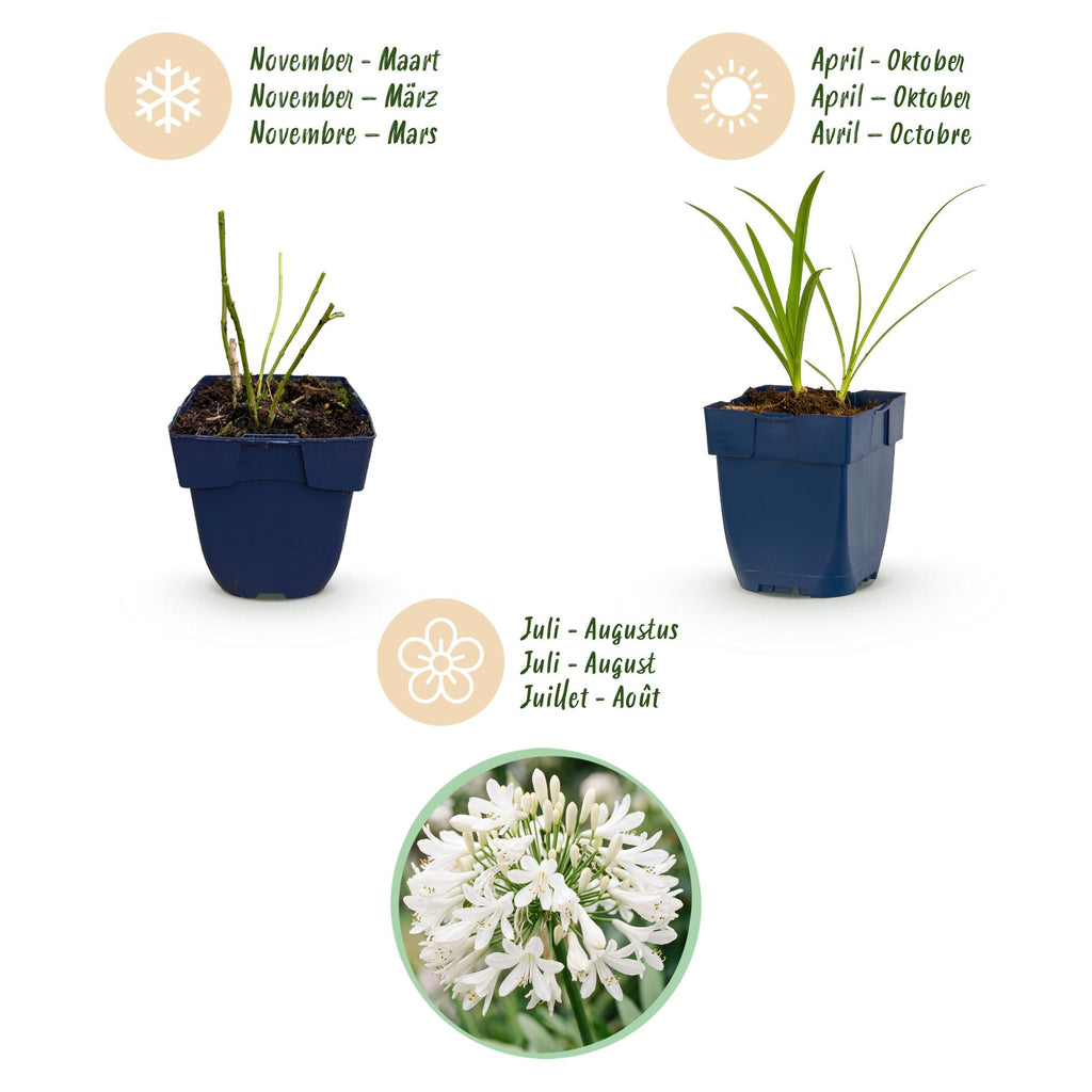 Agapanthus africanus 'Albus' (agapanthe africaine) – blanc – 24 plantes, Ø11 cm, 15–25 cm de haut – photo 4