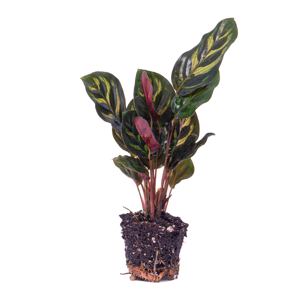 Calathea makoyana – Ø6 cm