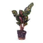 Calathea makoyana – Ø6 cm