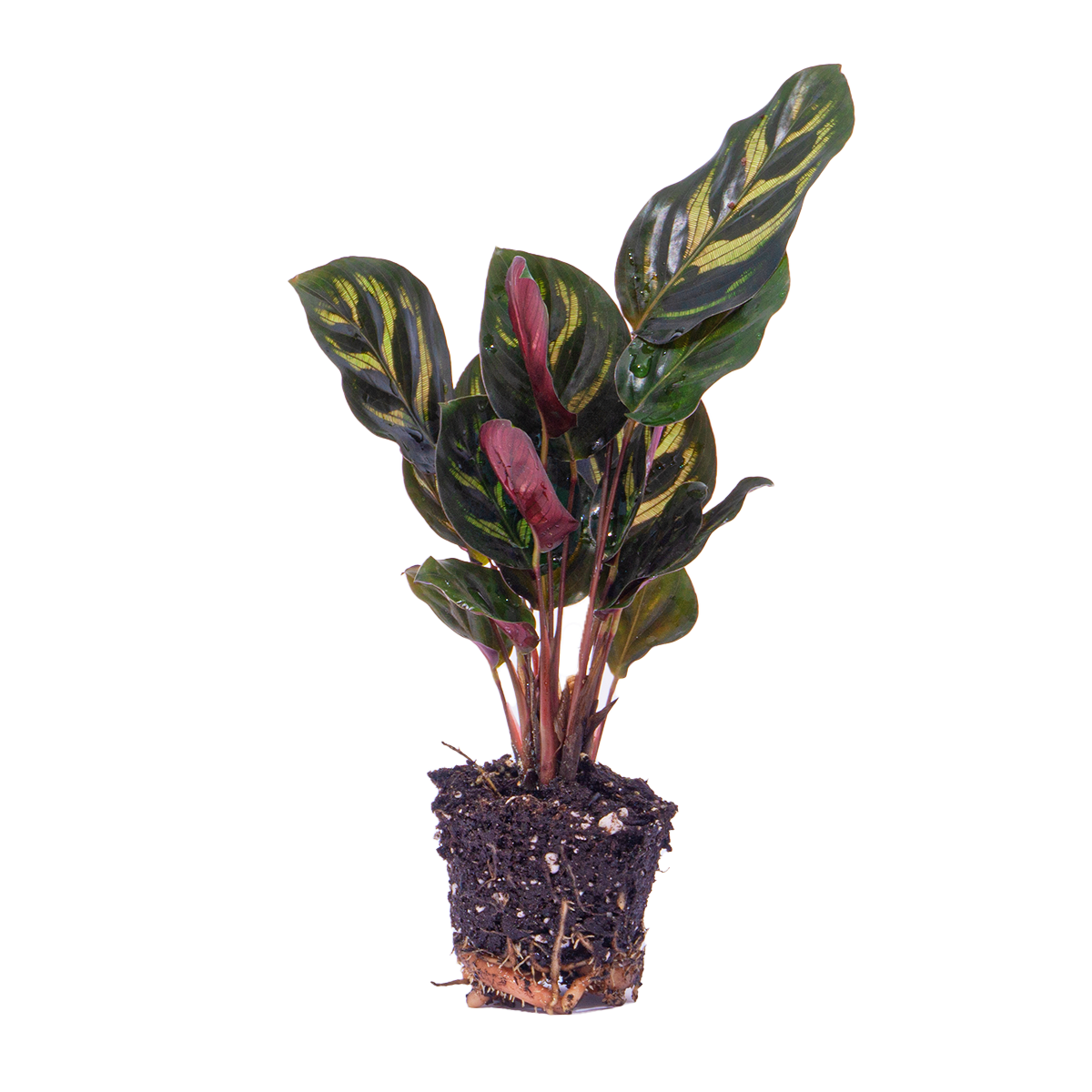 Calathea makoyana – Ø6 cm