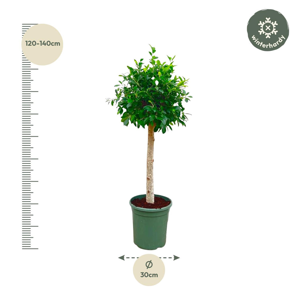 Ficus Nitida sur tige – Ø30 cm, 130 cm de haut