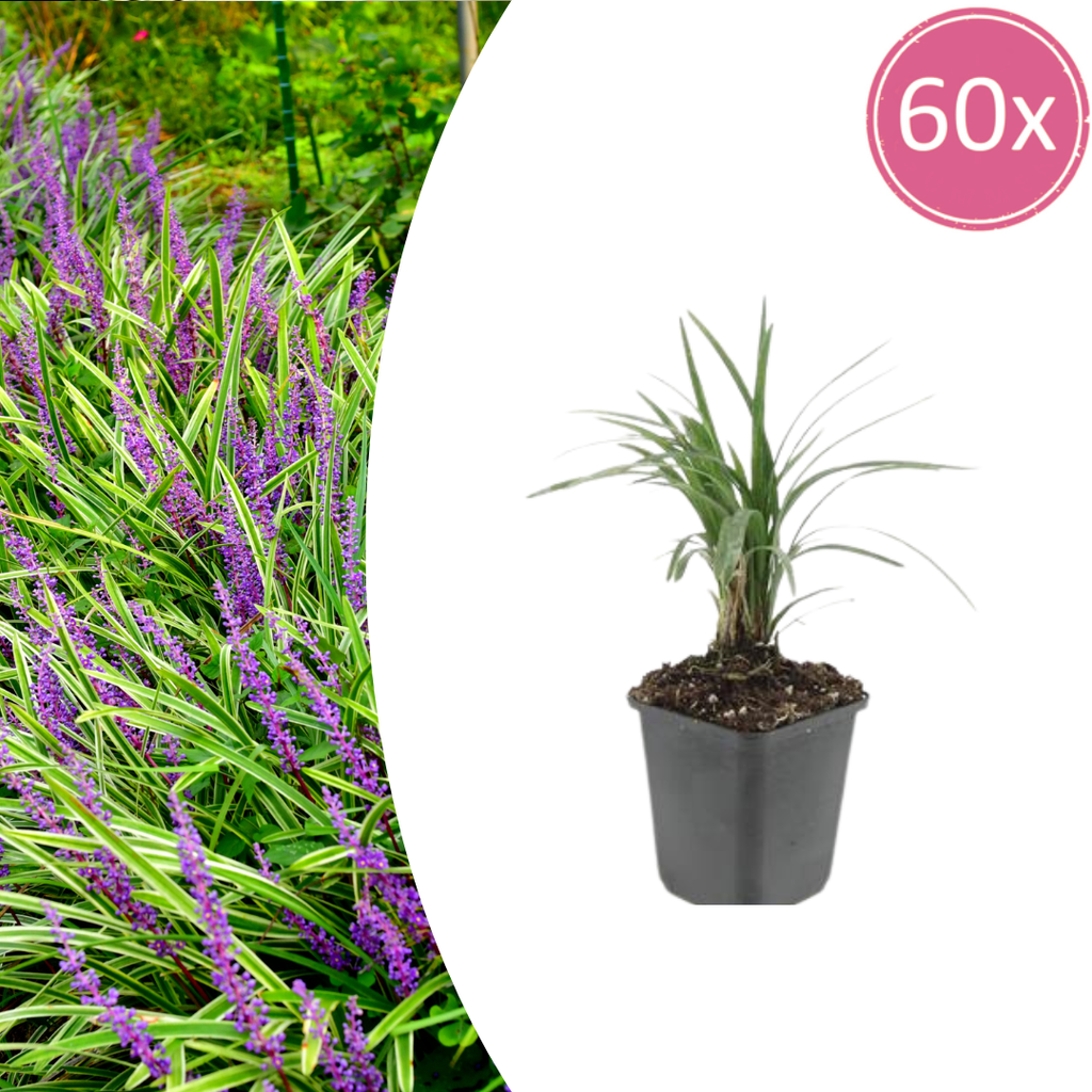 Liriope muscari 'Moneymaker' (lily grass) – 60 plants, Ø9 cm, 10–25 cm high