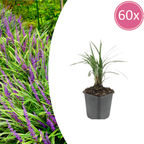 Liriope muscari 'Moneymaker' (lily grass) – 60 plants, Ø9 cm, 10–25 cm high