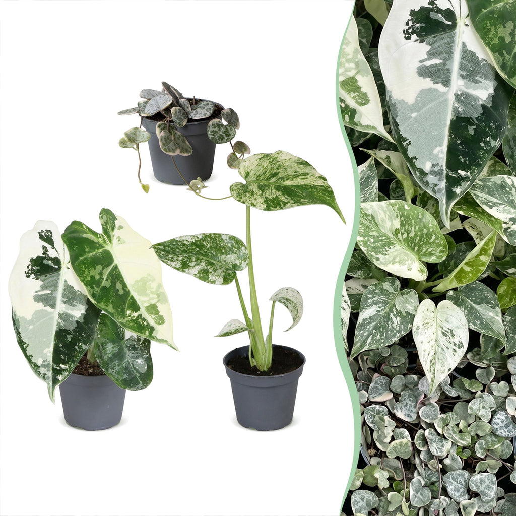3× Babyplanter Variegata Mix – Ø6 cm, 10–15 cm høje