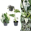3× Babyplanter Variegata Mix – Ø6 cm, 10–15 cm høje