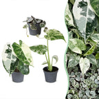 3× Babyplanter Variegata Mix – Ø6 cm, 10–15 cm høje