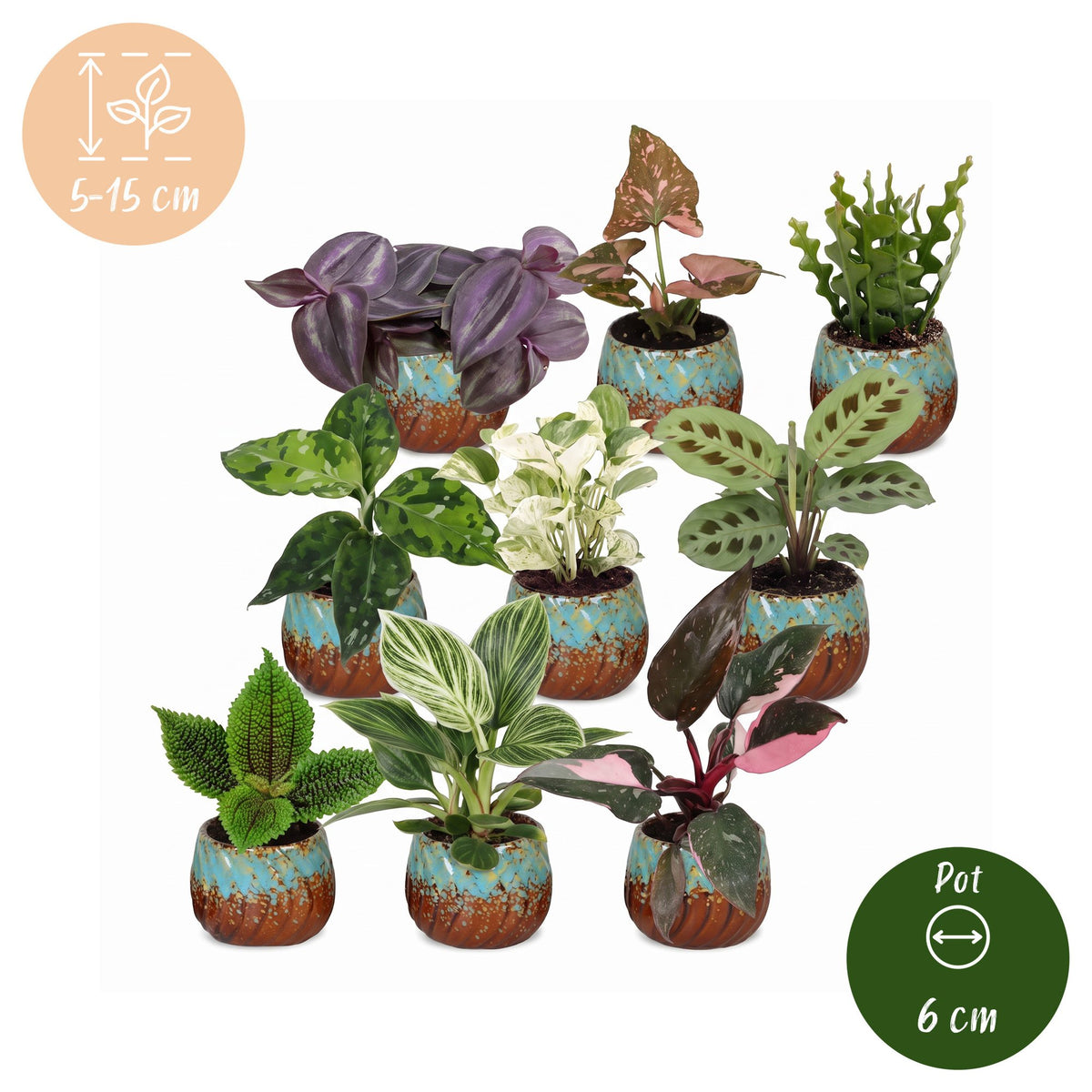 9× overraskelsesæske med stueplanter inkl. Copper Reef – Ø6 cm, 5–15 cm høj