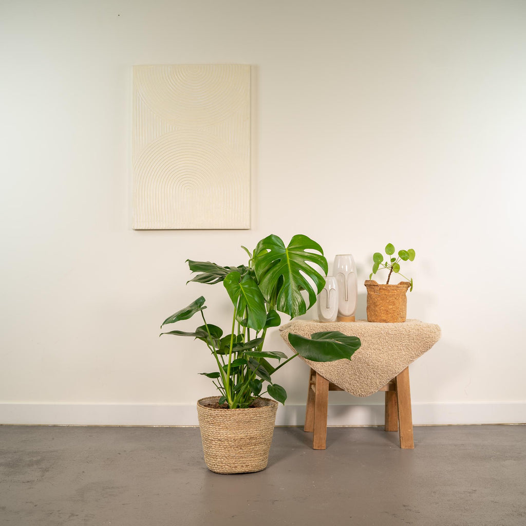 Monstera deliciosa (gatenplant) met mand selin – Ø21 cm, 80 cm hoog