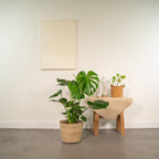 Monstera deliciosa (gatenplant) met mand selin – Ø21 cm, 80 cm hoog