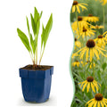 Echinacea paradoxa (zonnehoed) – geel – 6 planten, Ø11 cm, 15–25 cm hoog