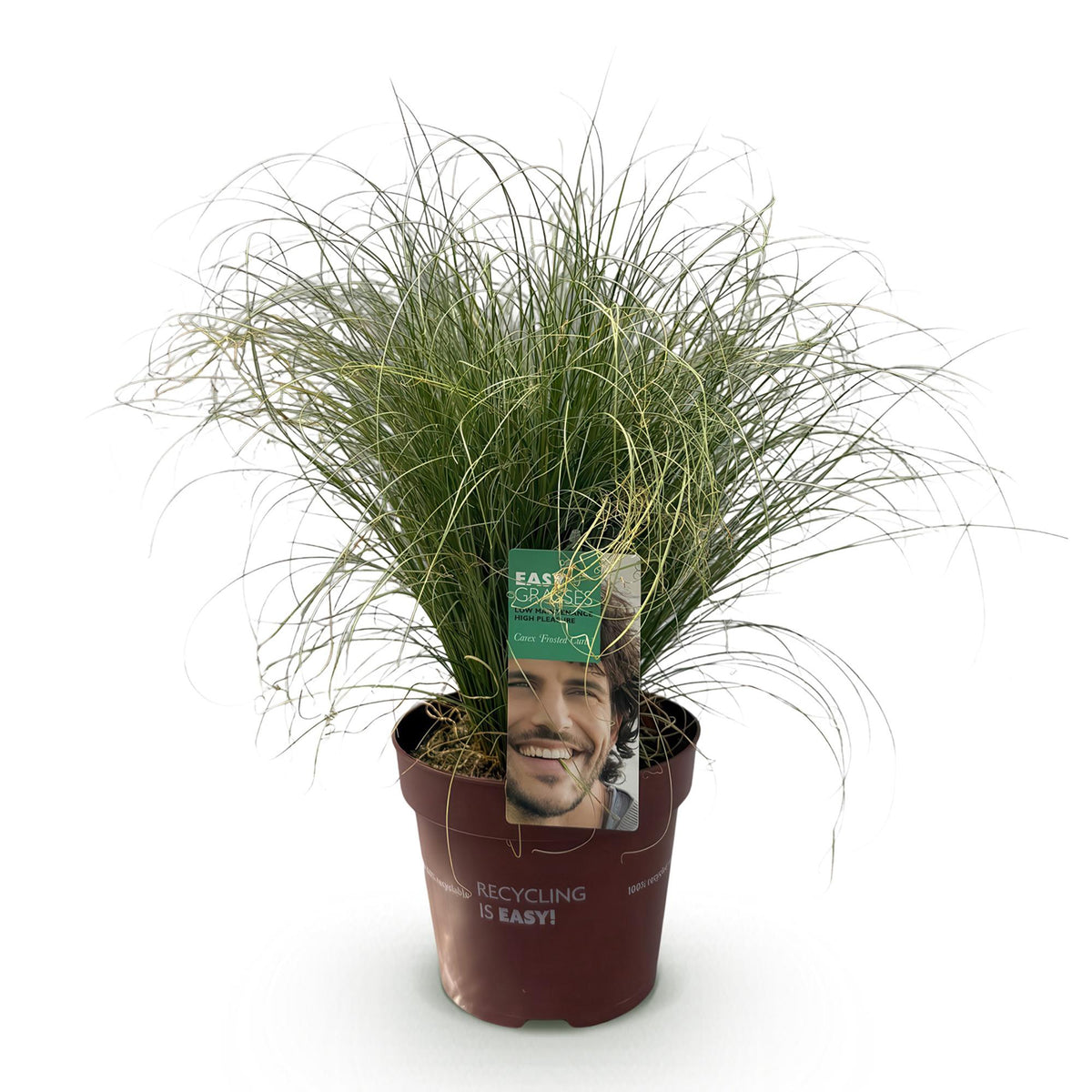 Carex comans 'Frosted Curls' (Kräuselsegge) – Ø 17 cm, 50 cm hoch – Bild 2