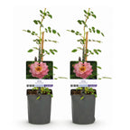 Rosa 'Salmon Queen' (grimpier) – rose clair – 2 plants, Ø11 cm, 40 cm de haut