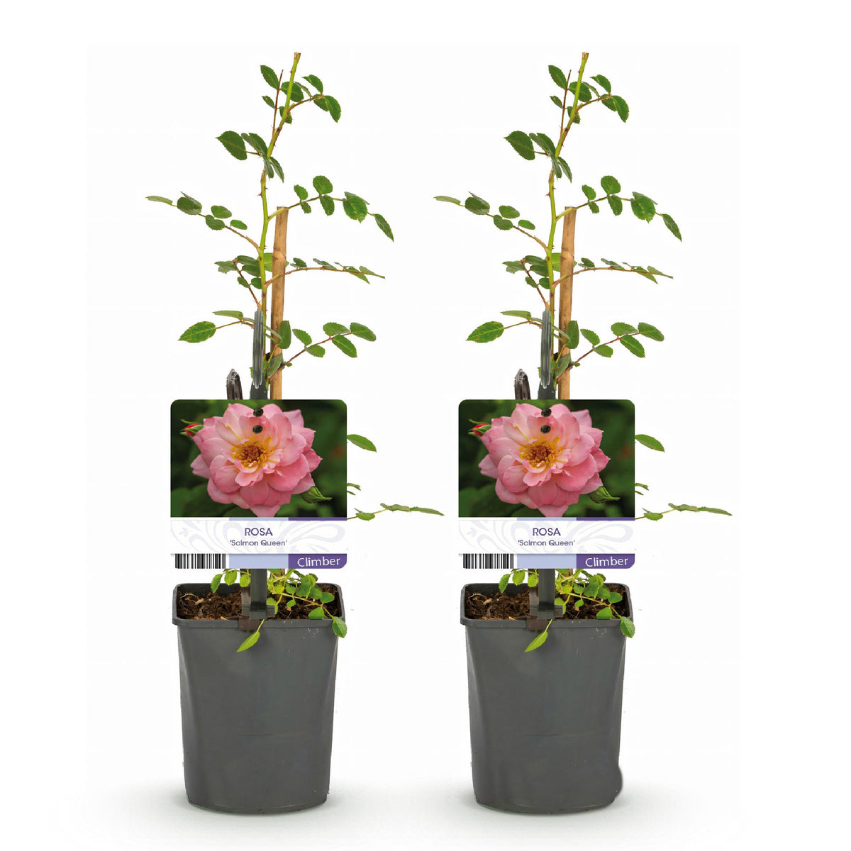 Rosa 'Salmon Queen' (grimpier) – rose clair – 2 plants, Ø11 cm, 40 cm de haut – photo 2