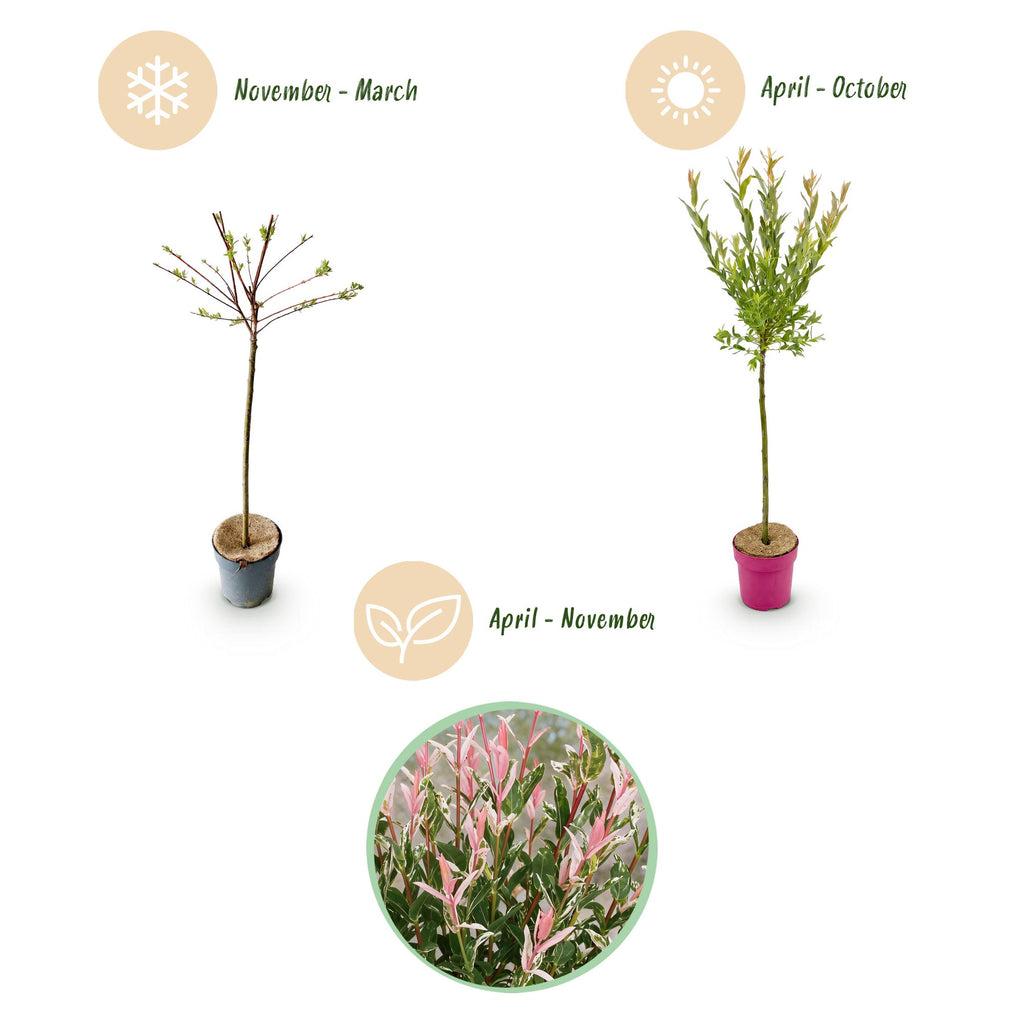 Salix 'Flamingo' (wilg) – Ø19 cm, 90–100 cm hoog
